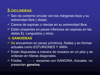 Por lo anterior la epidermis se le considera activa y viva.2. DERMIS.Profunda.