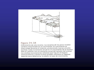 Tiene propiedades elásticas formada por tejidos conjuntivos fibrosos         especialmente FIBRAS ELASTICAS Y DE COLAGENO          APORTAN RESITENCIA  A LA  PIEL e impiden que esta se arrugue.