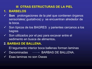 Cuando un pez nada, curva su cuerpo, curvándose la piel  sin que esta se arrugue. Porque?