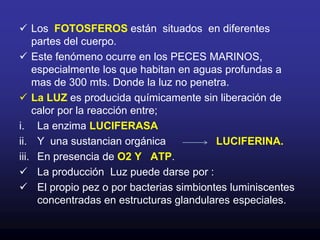 La DERMIS  de los peces da lugar a        HUESOS DERMICOS, Ej. Huesos del cráneo.