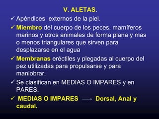 El control de la pigmentación es  de naturaleza NERVIOSA U HORMONAL.COLORACIONLos pigmentos que poseen cromatóforos pueden ser:MELANOFOROS       Pigmento negro (MELANINA).ERITROFOROS        Pigmento Rojo (CAROTENO).XANTOFOROS           Pigmento amarillo (CAROTENOIDE).LEUCOFOROS            Pigmento blanco (GUANINA).Los colores también son muy variables y dice mucho sobre el hábitat del pez y sus actividades.