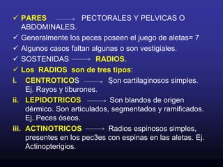 Pueden ser: negro, marrón, amarillo, anaranjado, plateado, azul, etc. 