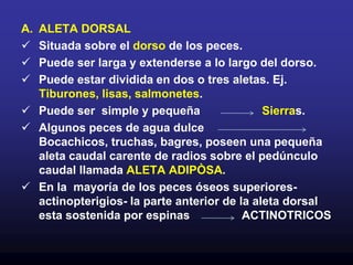 La coloración cumple varias funciones, tales como:OcultamientoComunicación VisualCamuflaje.DefensaAdvertencia.Reconocimiento sexual.3.Hipodermis          Incluye Tejido adiposo