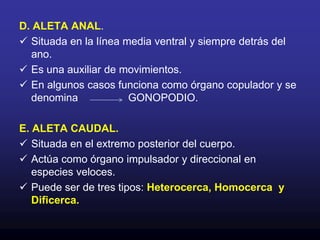 Membrana cornea, delgada, transparente que cubre total o parcialmente la piel de algunos animales, principalmente de los peces y reptiles.