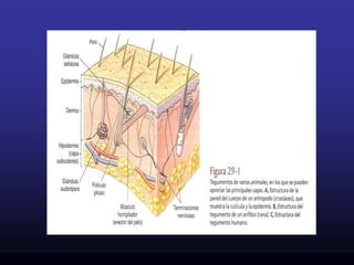 En algunos casos se han modificado para formar  PLACAS GRUESAS QUE ENCIERRAN AL PEZ EN UNA ESPECIEN DE CAPARAZÒN  Ej. Caballito de Mar y Pez Cofre.