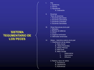 Piel1. Epidermis.2. Dermis.3. Hipodermis	A. Coloración.Escamas	Tipos de escamas:	1. Escamas placoideas	2. Escamas Ctenoideas	3. Escamas Cicloideas	4. Escamas GanoideasOtras Estructuras de la piel	1. Bárbelos	2. Barbas de ballenas	3. Cirros	4, Órganos luminosos	5. Glándulas venenosasAletas – Apéndice externo de la piel	1. Clasificación de las aletas		A. Aleta dorsal		B.  Aletas Pectorales		C. Aletas Pélvicas		D. Aleta Anal		E. Aleta CaudalHeterocercaHomocercaDificerca 	2. Radios y tipos de radios	A. Centotricos	B. Lepidotricos	C. ActinotricosSISTEMA TEGUMENTARIO DE LOS PECES