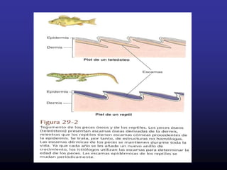 Se disponen de tal manera que el extremo anterior de la siguiente esta cubierto por el extremo posterior de la anterior             TEJADO             IMBRICACION.