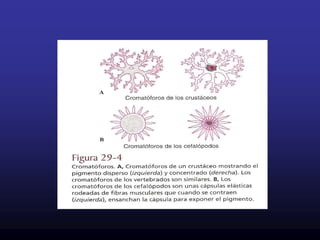 El  margen libre de la escama va dirección  cola        para disminuir fricción agua.Tipos de escamasSegún su estructura se han dividido en cuatro tipos:PLACOIDEAS:Son pequeñas