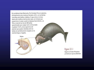 Se llaman también  DENTICULOS DERMICOS.