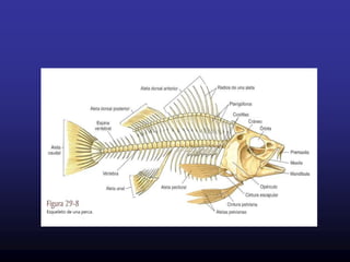 Tienen base ósea incluida en la dermis.