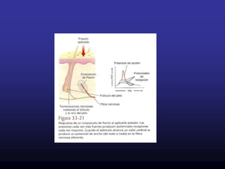 Atraviesan la epidermis y confieren a la piel aspecto áspero. Consta de:Una CAVIDAD PULPAR + VASOS SANGUINEOS.De un  CONO DE DENTINA.Una  CAPA DE VITRODENTINA que envuelve la parte anterior del cono y se deposita de adentro hacia afuera.