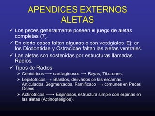 Son las mas comunes que  se encuentran en la mayoría de los peces óseos superiores con espinas en las aletas (Actinpterigios).