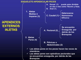 El extremo basal es ondulado y su borde  libre (distal) está  provisto de  ESPINAS o  CTENIAS a modo de rastrillo.