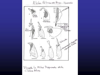 Basada en las LINEAS DE CRECIMIENTO            DETRMINADAS EN PECES DE ZONAS TEMPLADAS.