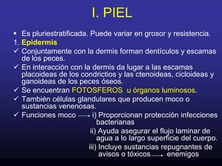 I. PIELEs pluriestratificada. Puede variar en grosor y resistencia.1. EpidermisConjuntamente con la dermis forman dentículos y escamas de los peces.
