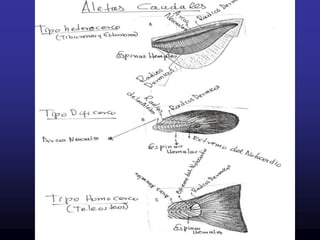 Los anillos distanciados corresponden  a época cálida