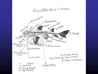 Cuando el alimento es abundande.  Anillos próximos, época fría3.CICLOIDEAS.Son de contorno circular con los márgenes lisos y su extremidad libre ( distal).