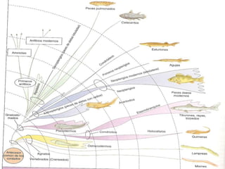 Carece de espinas o ctenias en su extremidad libre.