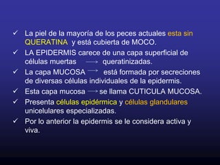 En interacción con la dermis da lugar a las escamas placoideas de los condrictios y las ctenoideas, cicloideas y ganoideas de los peces óseos.