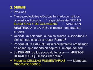 Se encuentran FOTOSFEROS  u órganos luminosos.