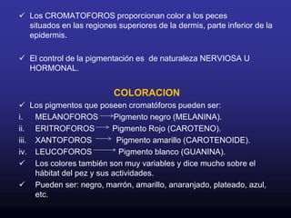 También células glandulares que producen moco o sustancias venenosas.
