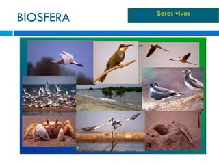 BIOSFERA Seres vivos 