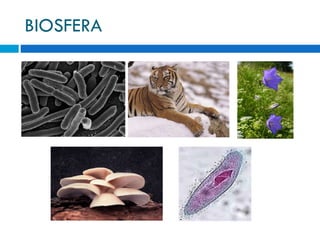 BIOSFERA 