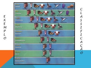 E
X
E
M
P
L
O
C
L
A
S
S
I
F
I
C
A
Ç
Ã
O
 