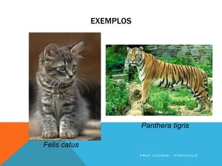 EXEMPLOS
Felis catus
Panthera tigris
P R O F . L E O N A M - I F R N / C A I C Ó
 