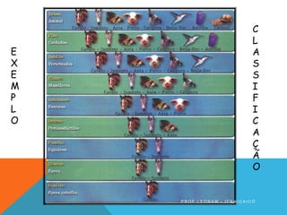 E
X
E
M
P
L
O
C
L
A
S
S
I
F
I
C
A
Ç
Ã
O
P R O F . L E O N A M - I F R N / C A I C Ó
 