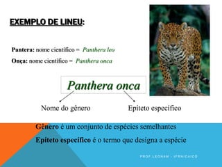 EXEMPLO DE LINEU:
Pantera: nome científico = Panthera leo
Onça: nome científico = Panthera onca
Panthera onca
Nome do gênero Epíteto específico
Gênero é um conjunto de espécies semelhantes
Epíteto específico é o termo que designa a espécie
P R O F . L E O N A M - I F R N / C A I C Ó
 