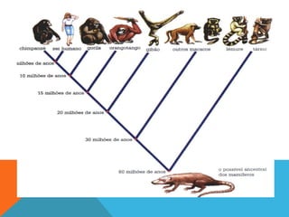 Sistematica classificacao e biodiversidade (1).pptx