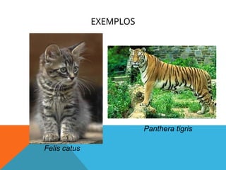 EXEMPLOS
Felis catus
Panthera tigris
 