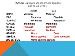 HOMEM CÃO
REINO Metazoa Metazoa
FILO Chordata Chordata
SUB-FILO Vertebrata Vertebrata
CLASSE Mammalia Mammalia
ORDEM Primatas Carnivora
FAMÍLIA Hominidae Canidae
GÊNERO Homo Canis
ESPÉCIE Homo sapiens Canis familiaris
SUB-ESPÉCIE Homo sapiens sapiens
TÁXON: Categorias taxonômicas (grupos
dos seres vivos).
 