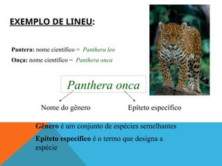 EXEMPLO DE LINEU:
Pantera: nome científico = Panthera leo
Onça: nome científico = Panthera onca
Panthera onca
Nome do gênero Epíteto específico
Gênero é um conjunto de espécies semelhantes
Epíteto específico é o termo que designa a
espécie
 