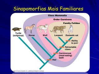 Sinapomorfias Mais Familiares
 