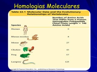 Homologias Moleculares
 