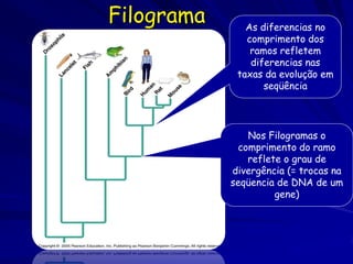 Filograma      As diferencias no
               comprimento dos
                ramos refletem
                diferencias nas
             taxas da evolução em
                   seqüência




                Nos Filogramas o
              comprimento do ramo
                reflete o grau de
            divergência (= trocas na
            seqüencia de DNA de um
                      gene)
 