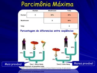 Parcimônia Máxima



            Porcentagem de diferencias entre seqüências




Mais provável                                             Menos provável
 