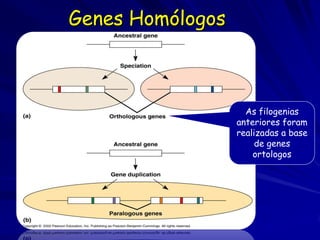 Genes Homólogos



                    As filogenias
                  anteriores foram
                  realizadas a base
                       de genes
                      ortologos
 