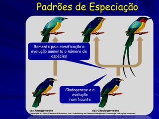 Padrões de Especiação


 Somente pela ramificação a
evolução aumenta o número de
           espécies




                 Cladogenese e a
                     evolução
                   ramificante
 