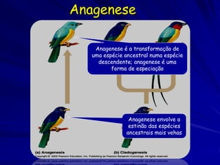 Anagenese

    Anagenese é a transformação de
   uma espécie ancestral numa espécie
     descendente; anagenese é uma
          forma de especiação




                Anagenese envolve a
                estinão das espécies
               ancestrais mais vehas
 