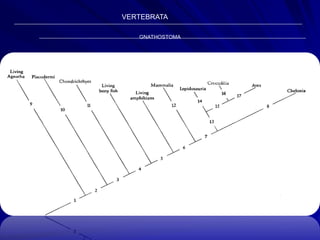 VERTEBRATA

   GNATHOSTOMA


             TETRAPODA

                 AMNIOTA

                    SAUROPSIDA
 