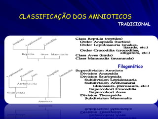 CLASSIFICAÇÃO DOS AMNIOTICOS
                        TRADICIONAL




                        Filogenético
 
