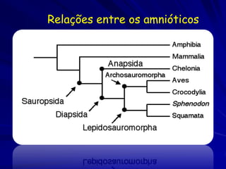 Relações entre os amnióticos


     .   Synapsida
 