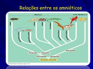 Relações entre os amnióticos
 