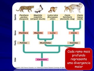 Cada ramo mais
   profundo
  representa
uma divergencia
     maior
 
