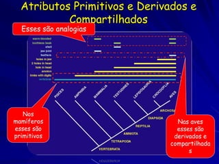 Atributos Primitivos e Derivados e
           Compartilhados
  Esses são analogias




   Nos
mamíferos                       Nas aves
esses são                       esses são
primitivos                     derivados e
                              compartilhada
                                    s
 