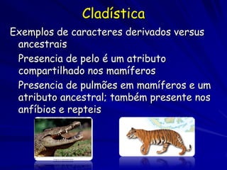 Cladística
Exemplos de caracteres derivados versus
 ancestrais
 Presencia de pelo é um atributo
 compartilhado nos mamíferos
 Presencia de pulmões em mamíferos e um
 atributo ancestral; também presente nos
 anfíbios e repteis
 