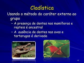 Cladística
Usando o método do caráter externo ao
 grupo
  – A presença de dentes nos mamíferos e
    repteis é ancestral
  – A ausência de dentes nas aves e
    tartarugas é derivada




                                           42
 